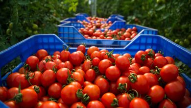 المغرب يصبح المُصدر الأول للطماطم إلى أوروبا