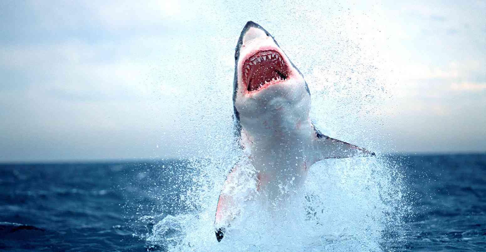 هجوم سمكة القرش