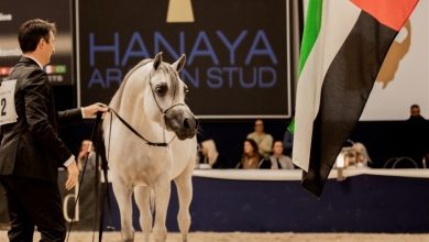 مربط دبي يتوج بـ"كأس كل الأمم" لجمال الخيول العربية الأصيلة
