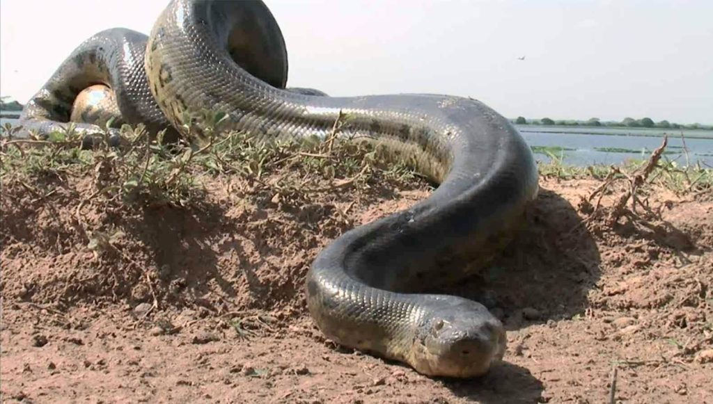 Aventure Audacieuse : Homme Survit à l'Anaconda Après une Tentative de Chasse au Prix de 50 000 $