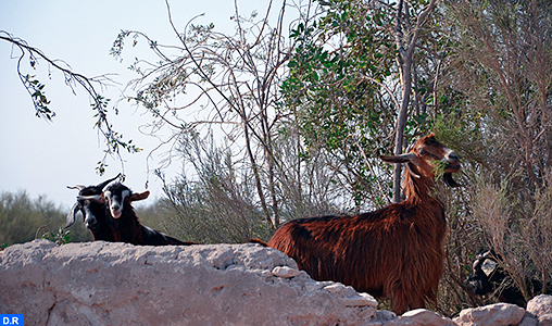 Le Conseil de gouvernement adopte un projet de décret réglementant les encouragements de l’État en vue de l'intensification de la production animale