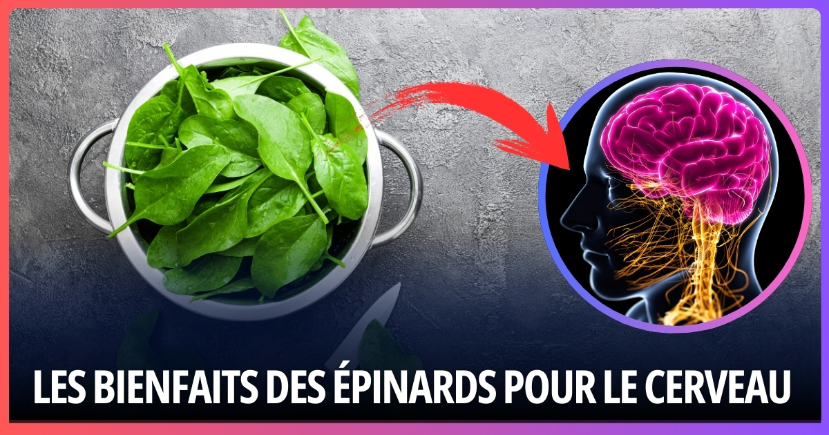 Les Incroyables Bienfaits des Épinards pour le Cerveau