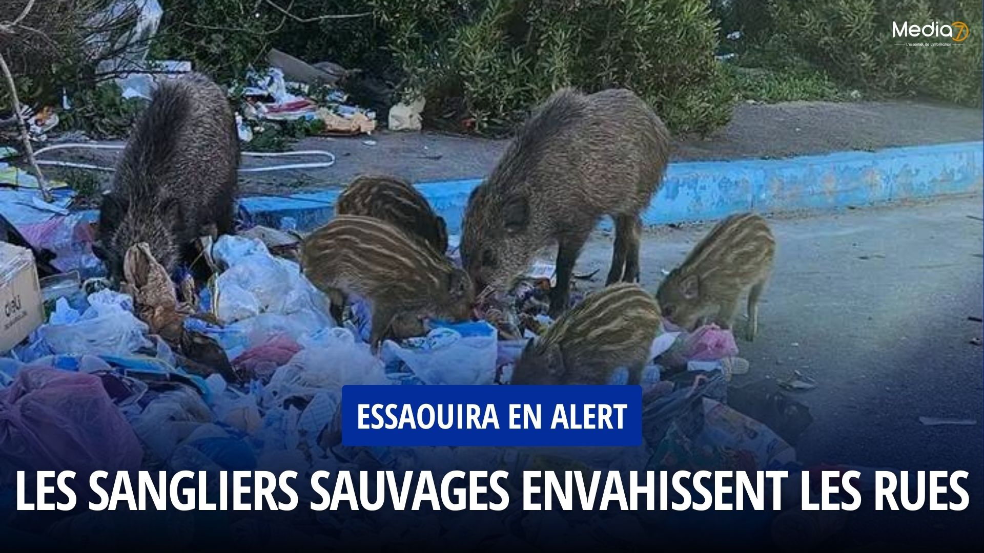 Essaouira en Alert : Sangliers Sauvages envahissent les rues