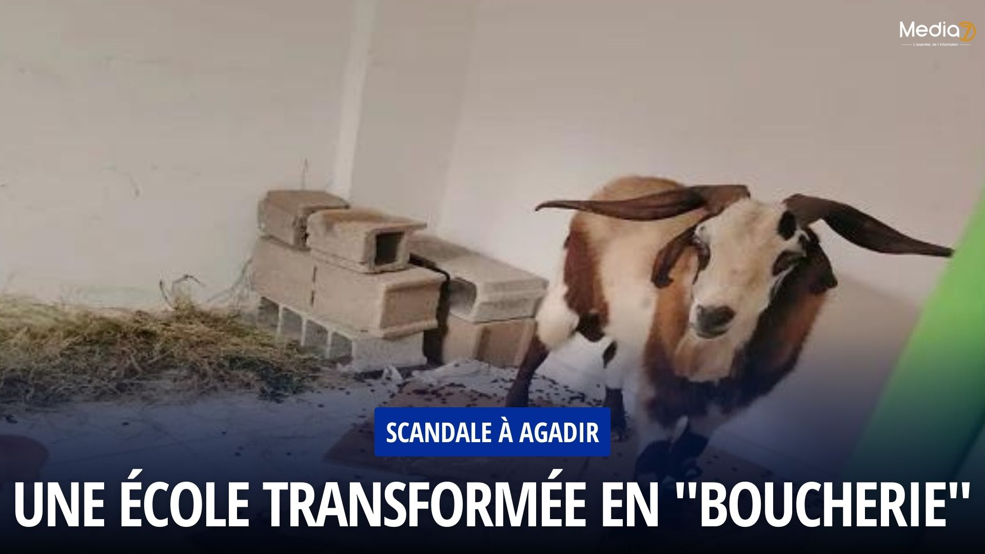 Scandale à Agadir Une École Transformée en "Boucherie"