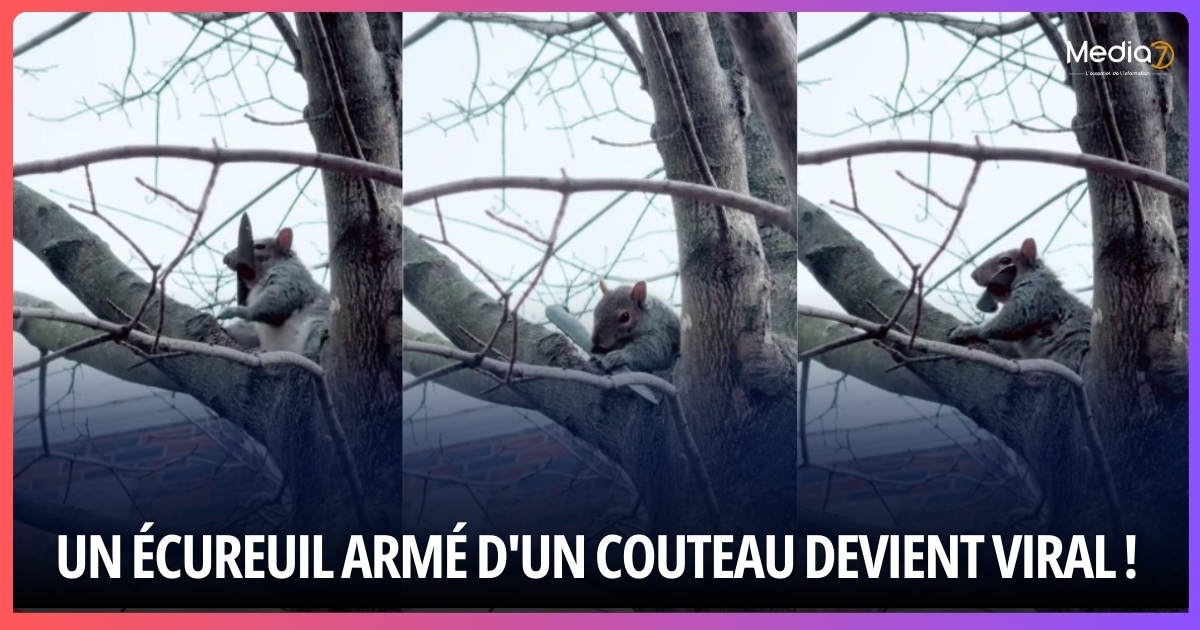 Un Écureuil Armé d'un Couteau Devient Viral !