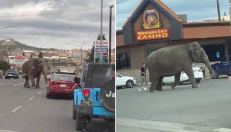 مشهد مرعب.. شاهد فيل ضخم يتجول بين المارة والسيارات