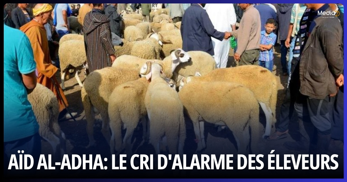 Aïd al-Adha: Le Cri d'Alarme des Éleveurs