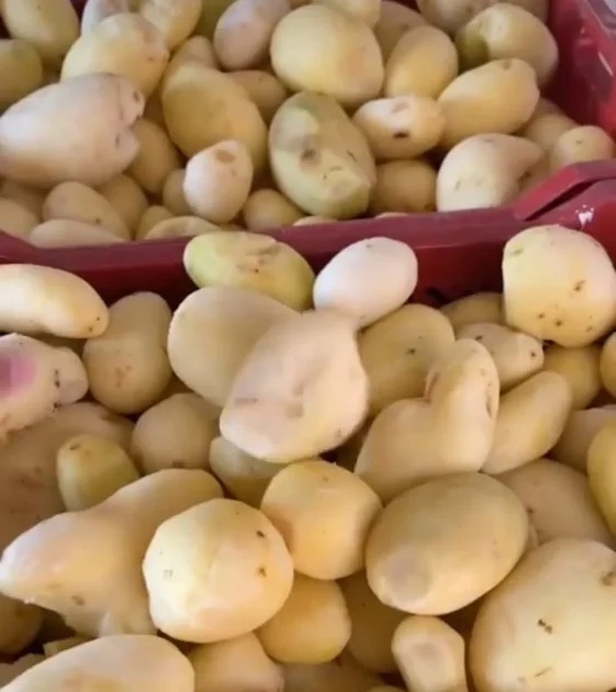 Scandale des Pommes de Terre : Tétouan Sous le Choc ! 5 Scandale des Pommes de Terre : Tétouan Sous le Choc !