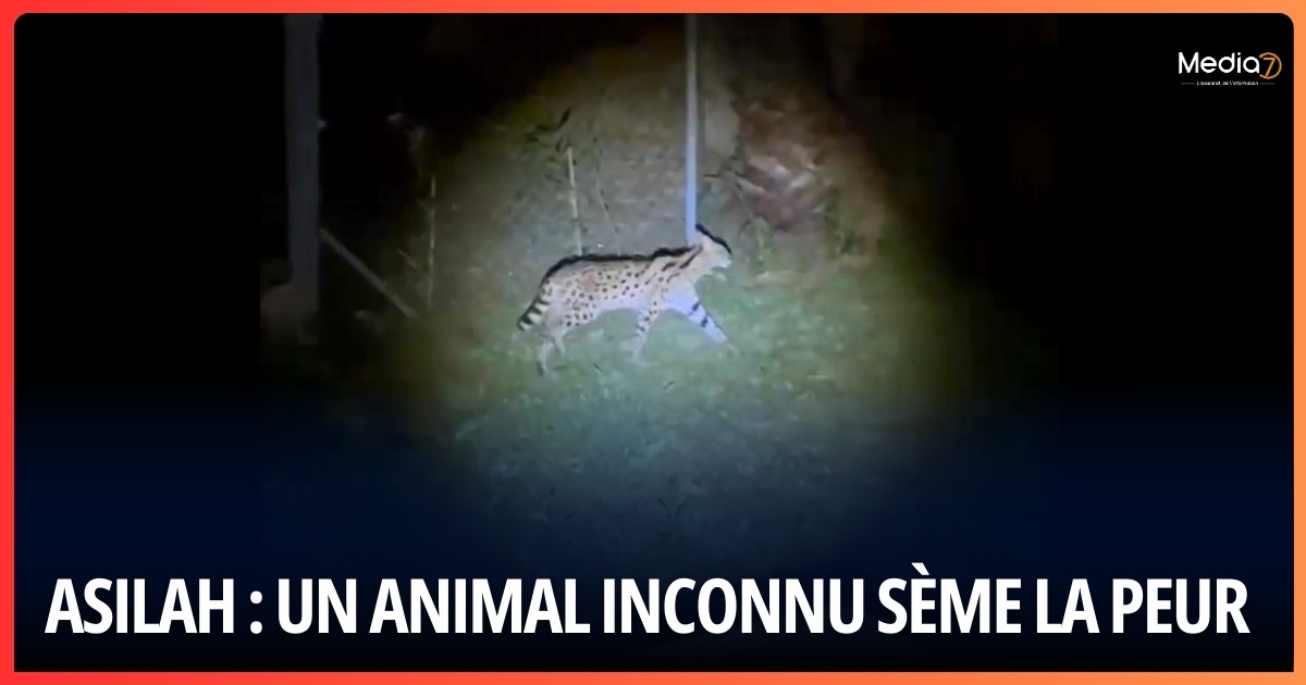 Asilah : Un Animal Inconnu Sème la Peur