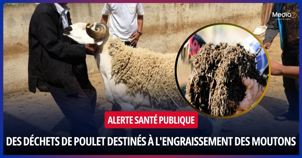 Alerte Santé Publique : Saisie Massive de Déchets de Poulet Destinés à l'Engraissement des Moutons