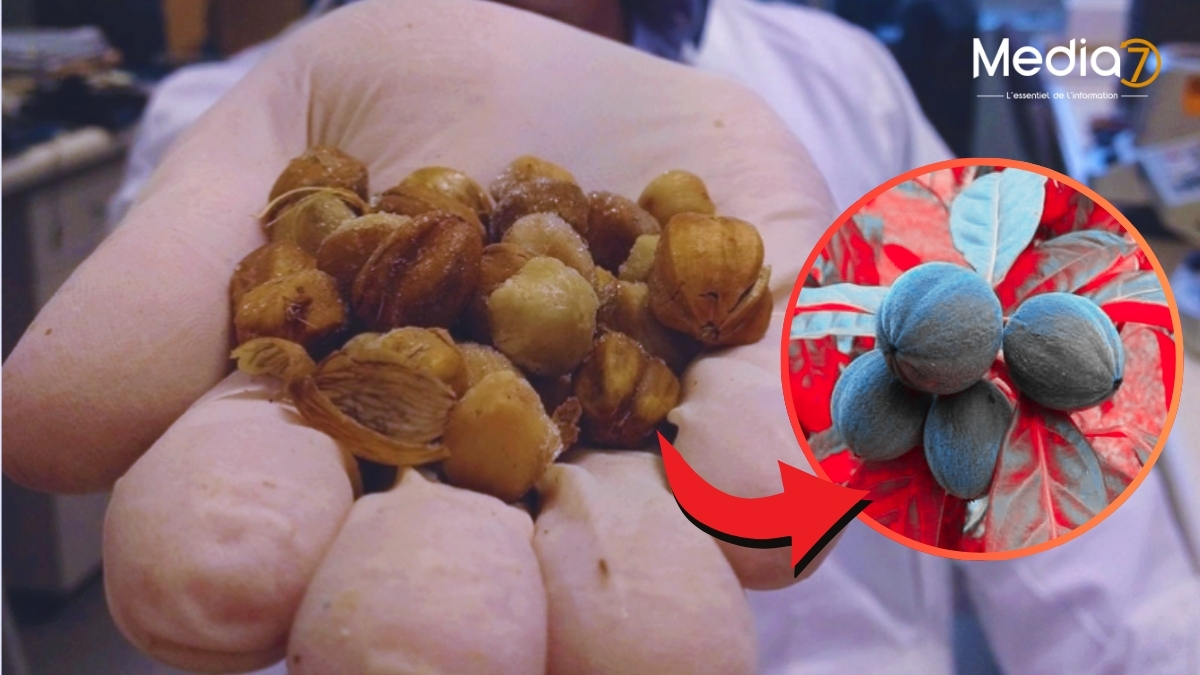 Hylandia dockrillii : Un Remède Naturel Australien Contre le Cancer ?