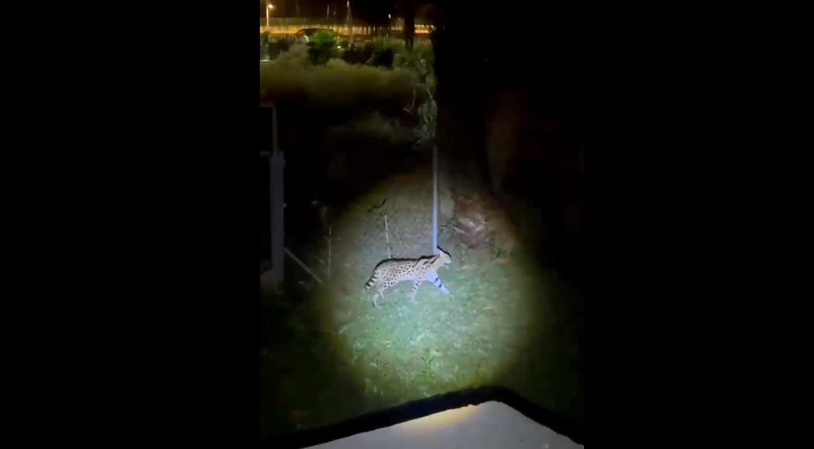 Alerte à Asilah : Apparition Énigmatique d'un Félin Non Identifié 3 Alerte à Asilah : Apparition Énigmatique d'un Félin Non Identifié