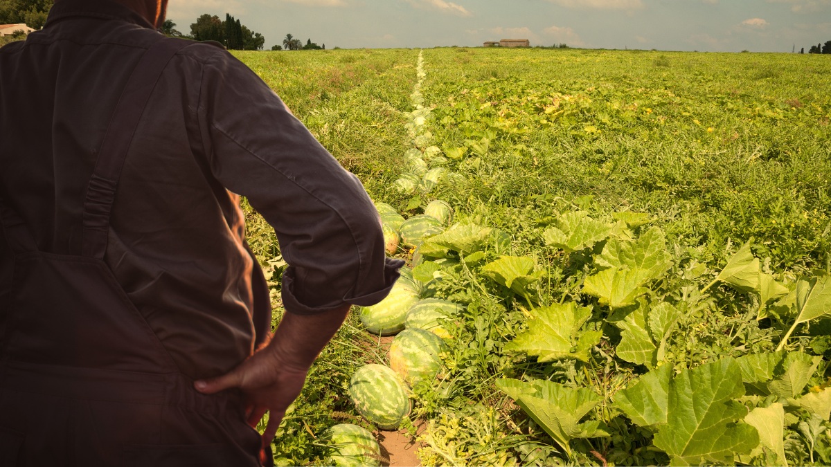 Un Virus Mystérieux Dévaste les Cultures à Taroudant
