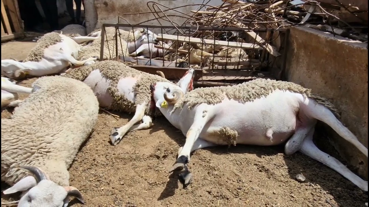 Intoxication Alimentaire à Berrechid : Des Moutons Périssent en Masse à quelques jours de l’Aïd al-Adha