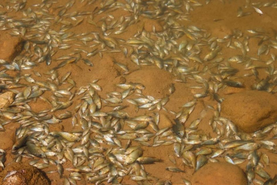 Catastrophe Écologique : Mort Mystérieuse de Poissons au Barrage Hassan II 3 Barrage Hassan II
