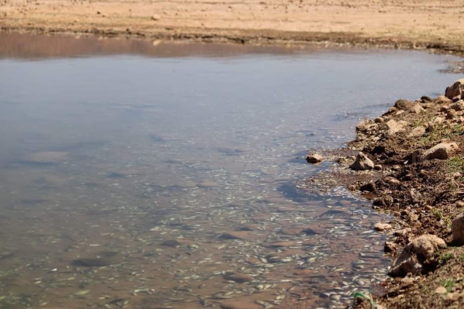 Catastrophe Écologique : Mort Mystérieuse de Poissons au Barrage Hassan II 4 Barrage Hassan II
