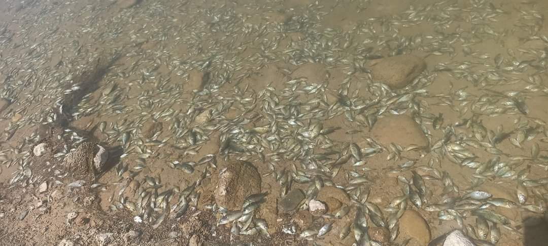 Catastrophe Écologique : Mort Mystérieuse de Poissons au Barrage Hassan II 5 Barrage Hassan II
