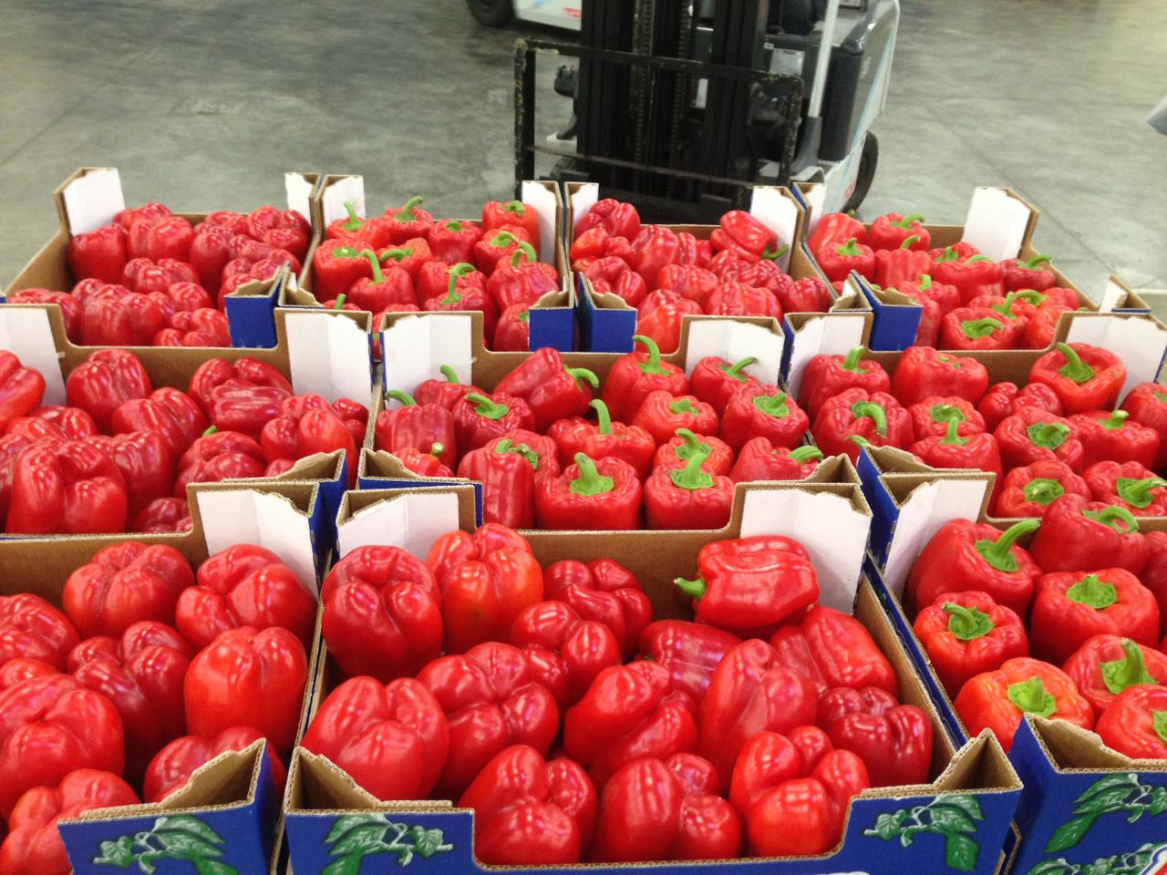 Poivron Marocain Lot Agricole Marocain
