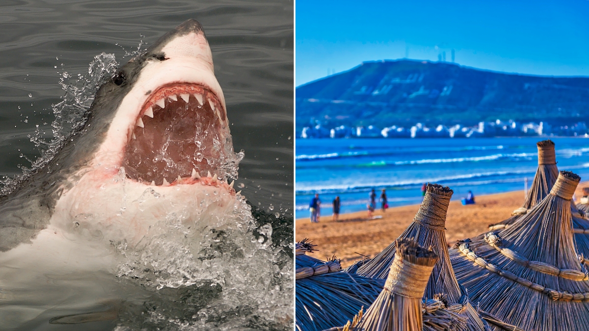 Requins Agadir