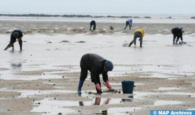 Essaouira : Interdiction de la récolte et la commercialisation des produits conchylicoles issus de la zone Oum Toyour-Chouika