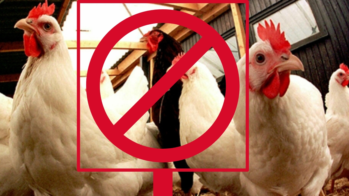 boycott de la volaille poulet Laissez-le caqueter