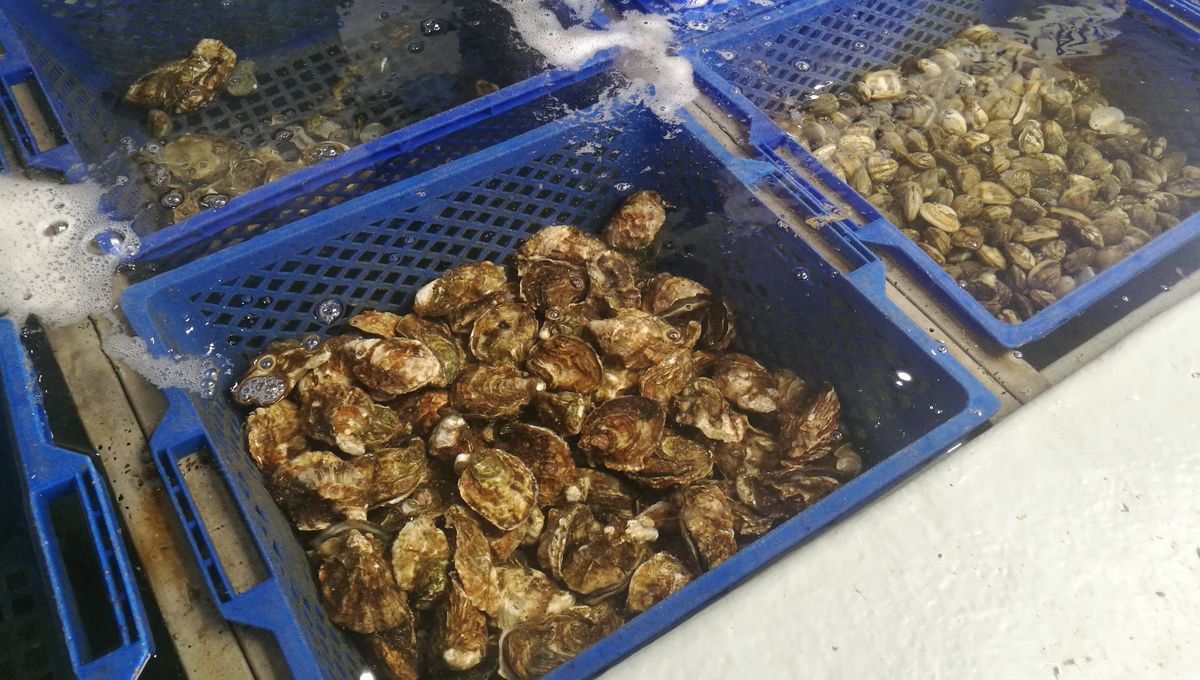 produits conchylicoles