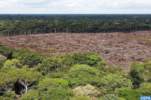 Brésil : la biodiversité de l'Amazonie appauvrie par les incendies forestiers Texte