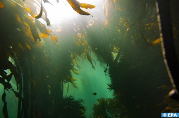 Des algues océaniques perçoivent la lumière à l'aide des "phytochromes", selon des scientifiques français