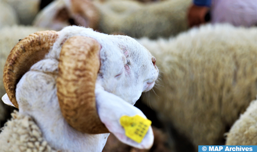 Khémisset: Recensement des troupeaux d'ovins, bovins et caprins à la commune de Sidi Abderrazzak Khzazna