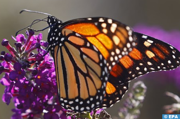 Migration des papillons monarques vers le Mexique: l'impressionnant périple à l'épreuve des aléas climatiques