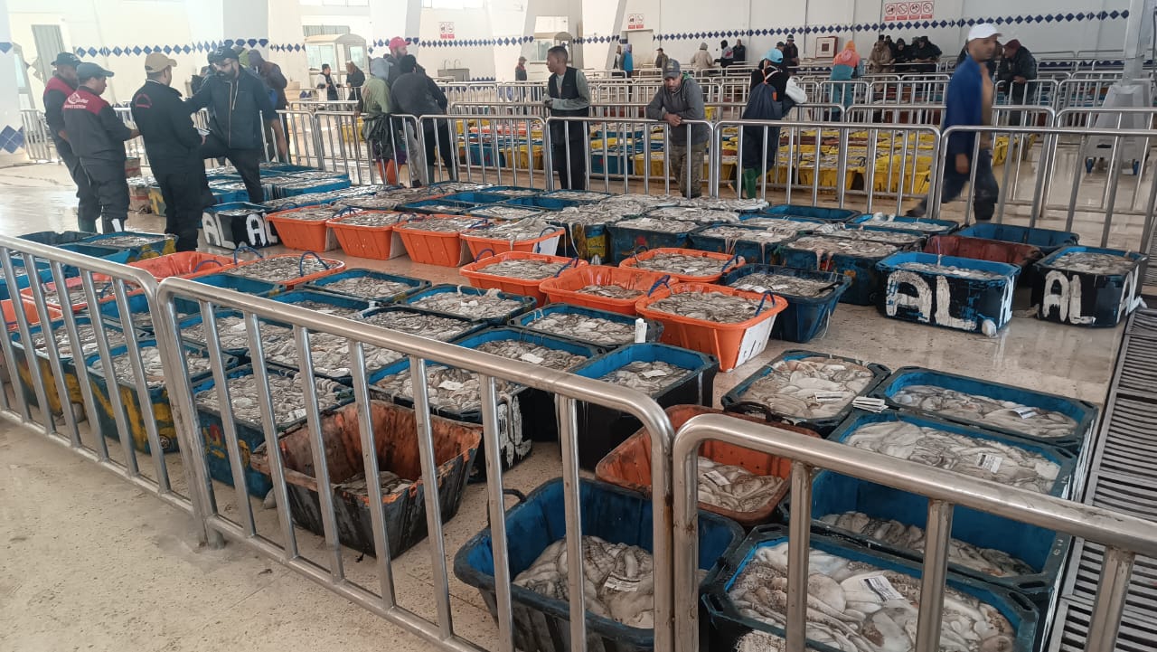 Pêche au poulpe : des résultats “satisfaisants” dès les premiers jours de la saison hivernale 2025 (secrétariat d’Etat)