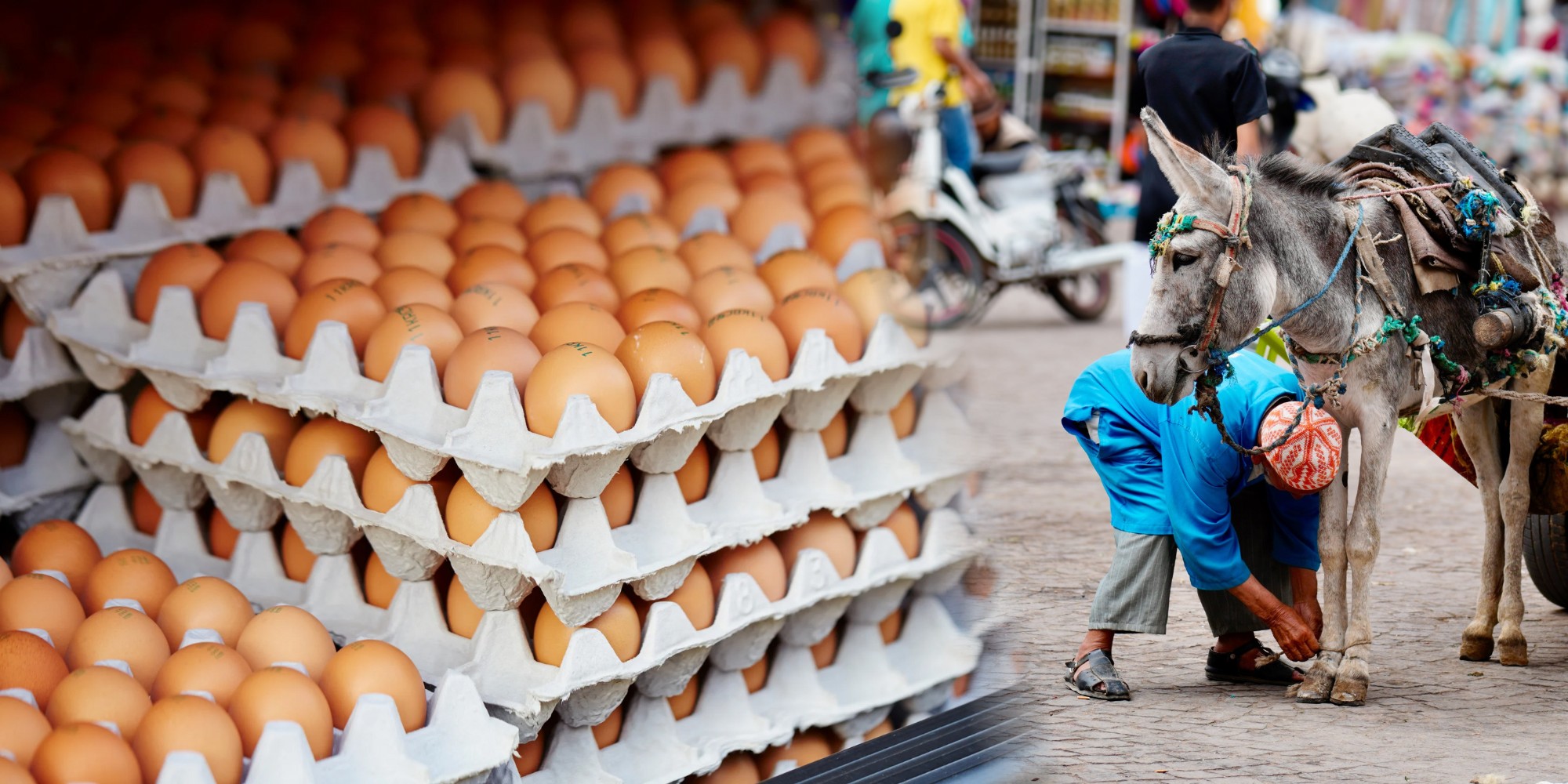 Prix des Œufs Maroc