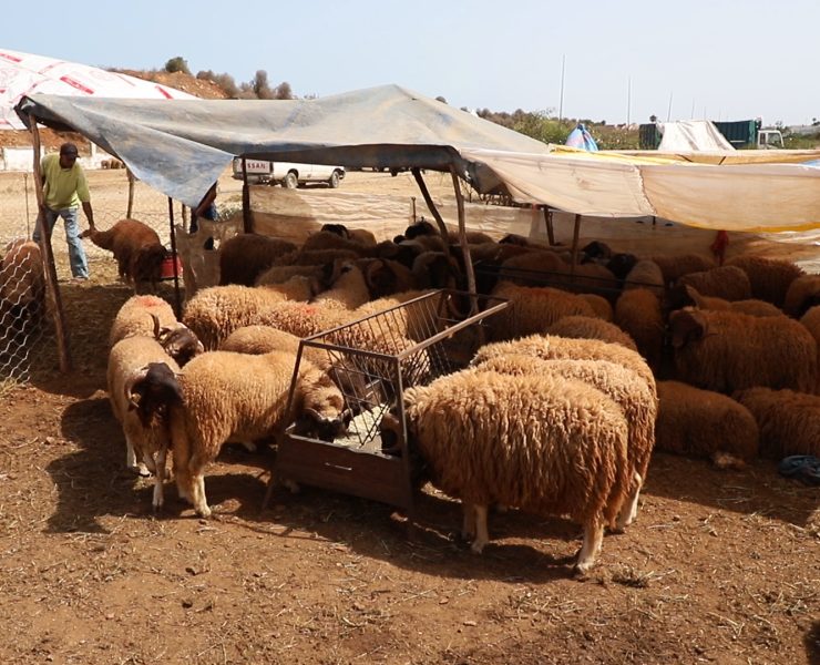 Bétail au Maroc