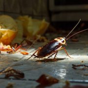 Cafards en été : pourquoi ils choisissent votre maison (et comment les stopper) 12 Infestation de cafards