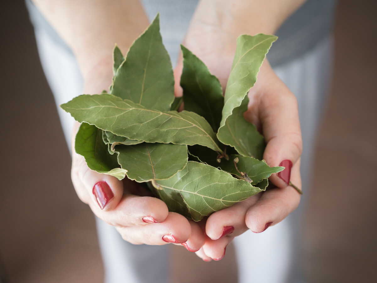 Mettez trois feuilles de laurier sous le lit avant de vous coucher : voici pourquoi 3 Mettez trois feuilles de laurier sous le lit avant de vous coucher : voici pourquoi