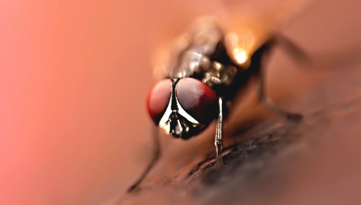 Non seulement il sent bon sur tout l’étage, mais les insectes ne reviendront même pas