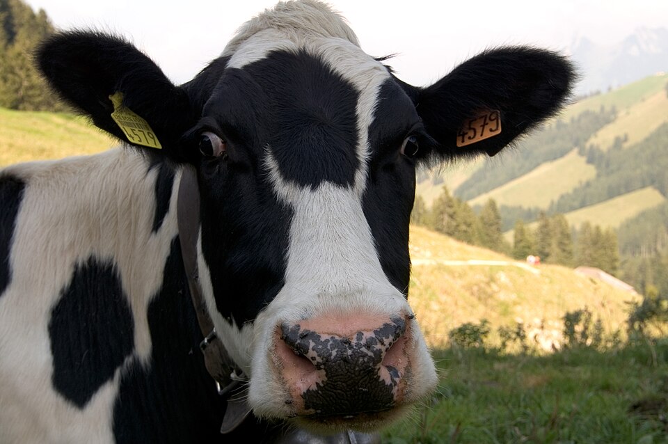 Vache