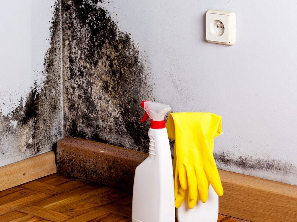 Moisissure sur les murs : comment l’enlever efficacement et éviter son retour durablement 2 Moisissure sur les murs
